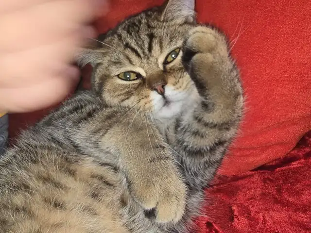 Котенок шотландский, Душанбе