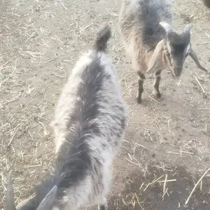 Такаи Альпийский, Турсунзаде