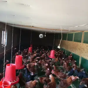 Мург, Пенджикент