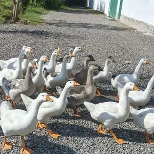Гози гибрид, Гиссар
