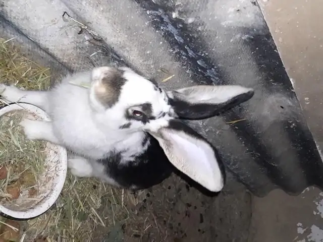 Харгӯши нар, Панҷакент