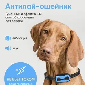 Антилай ошейник, Душанбе