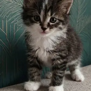 Котенок, Душанбе