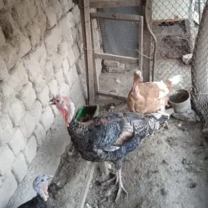 Индюк, Бохтар (Курган-Тюбе)