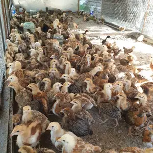 Чучи корейчки, Худжанд