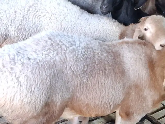 Кучкори шишак, Худжанд