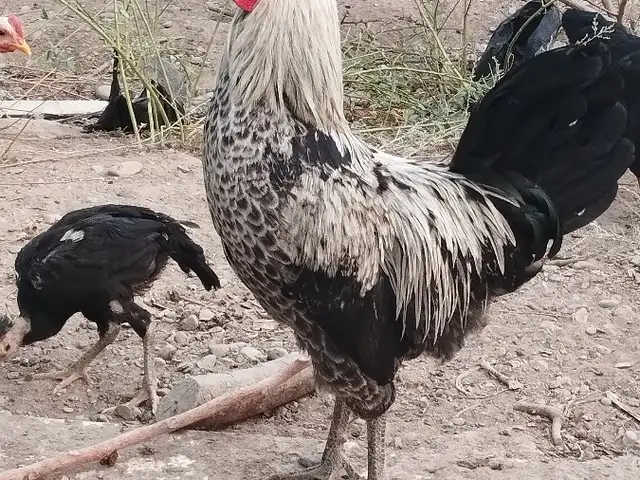 Хурус, Конибодом