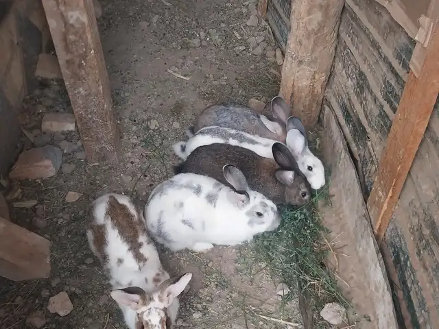 Заргуш, Душанбе