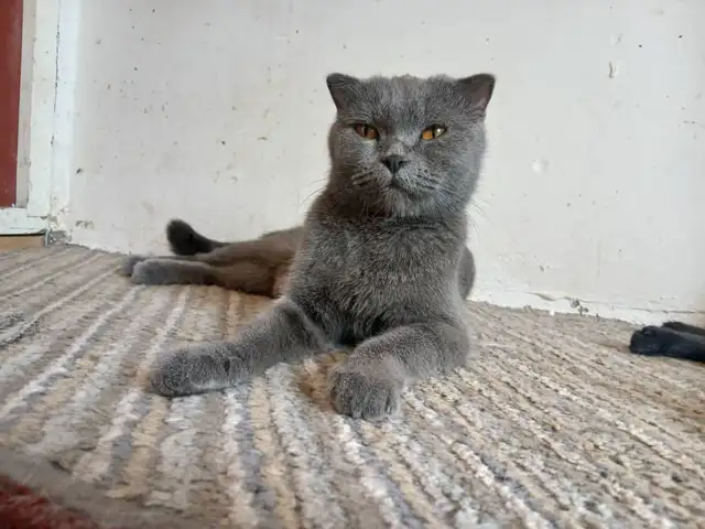 Шотландская кошка, Душанбе