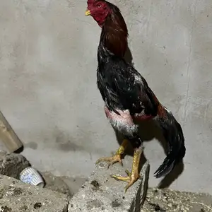 Дакан, Душанбе