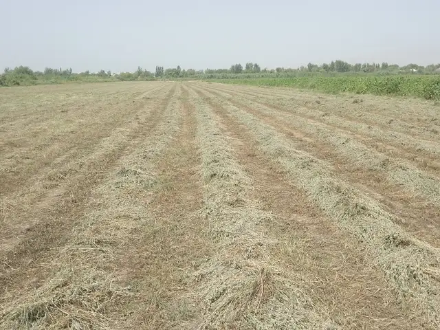 Пресc, Ҷалолиддин Балхӣ (Румӣ)