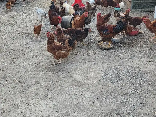 Мурги ломан браун, Хуҷанд