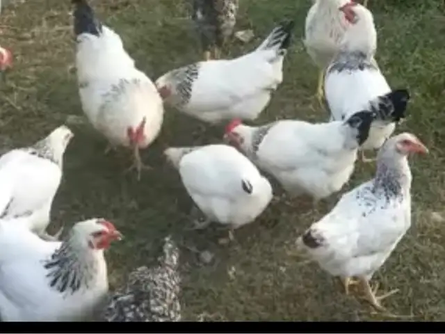 Мурги Риябушка, Абдураҳмони Ҷомӣ