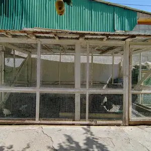 Клеткаи мург, Исфара