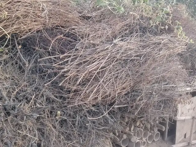 Хезуми хушк зардолу, Хуҷанд