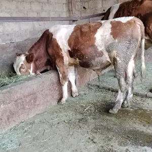 Букача сментал, Душанбе