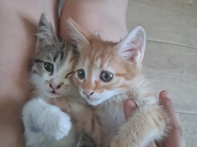 Котята в добрые руки, Бустон (Чкаловск)