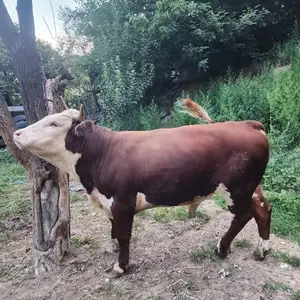 Гов, Худжанд