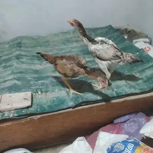 Мурги дакан, Хуҷанд