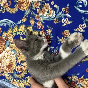 Кошка, Душанбе