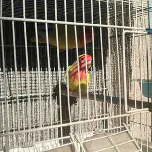 Попугай неразлучка кати тухмош клетка домик подарка, Душанбе