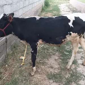 Буқа, Душанбе