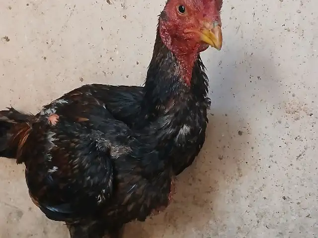 Дакан, Хуҷанд