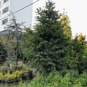 Зелёная Ель, Душанбе