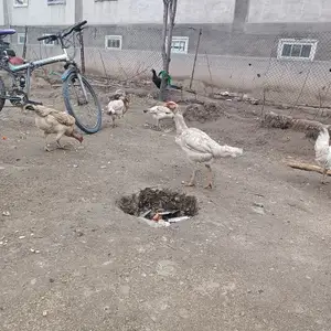 Дакан тухмкун, Турсунзаде