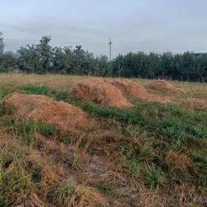 Алафи чав, Душанбе