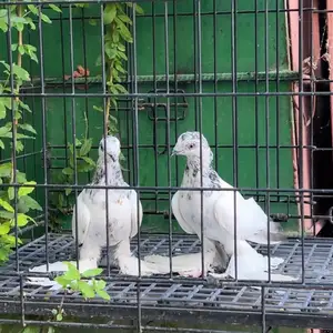 Голуби Черноносые, Худжанд