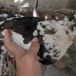 Тухми японча, Душанбе