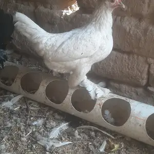 Мурги Японча, Турсунзаде