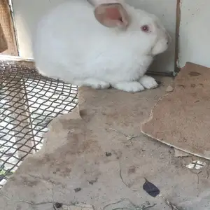 Харгуш, Худжанд