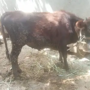 Букачахо, Душанбе