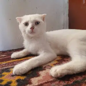 Пишаки шотландский, Душанбе