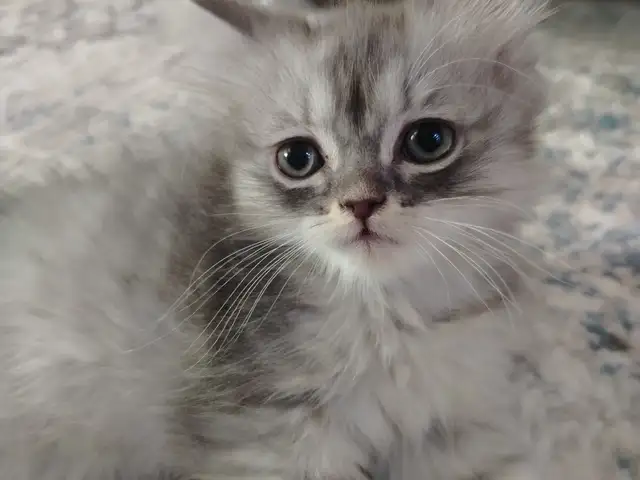 Котята, Хуҷанд