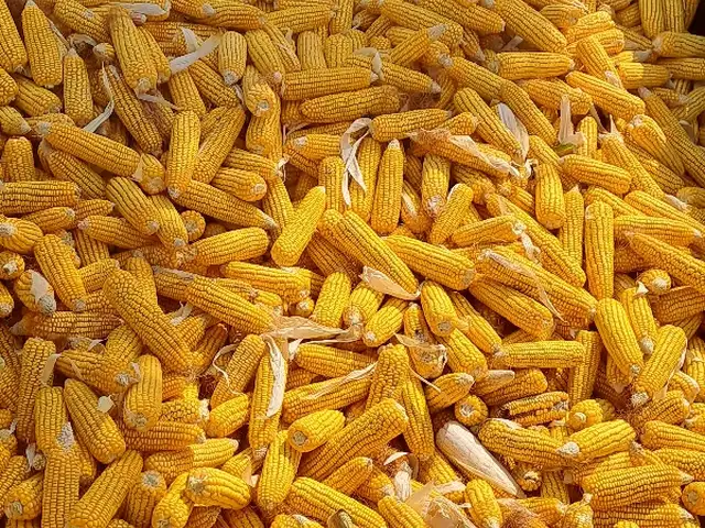 Ҷуворимакка, Ҳамадонӣ