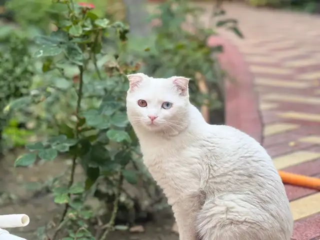 Кот вислоухая ангорка, Худжанд