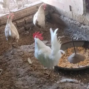 Хурус, Вахдат