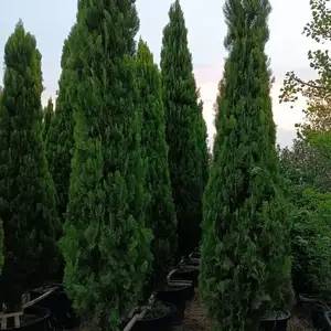 Туя восточная, Душанбе