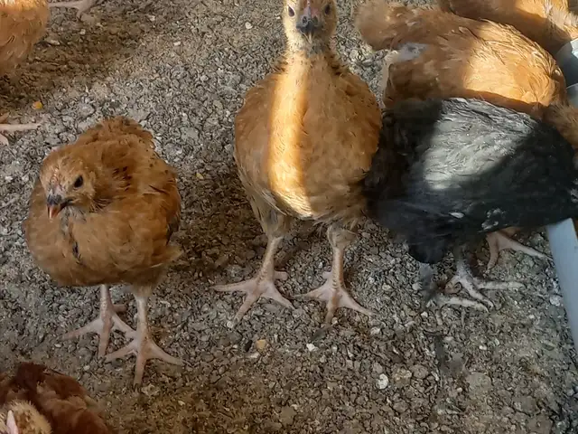 Чӯҷаҳо, Хуҷанд