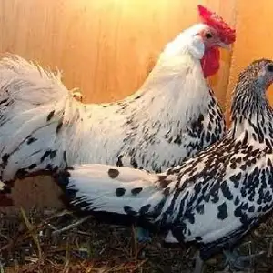 Тухми Гамбурский, Ҳисор