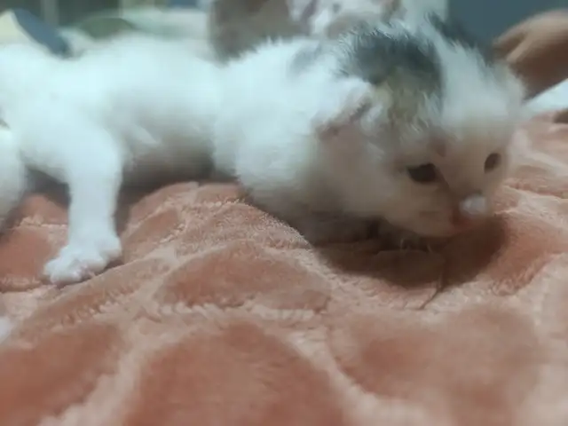Кошка, Душанбе