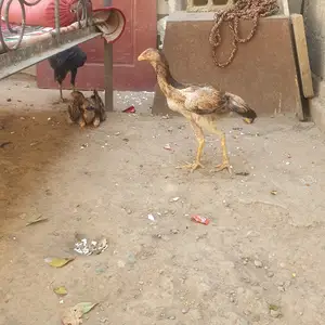 Чучаи дакан, Душанбе