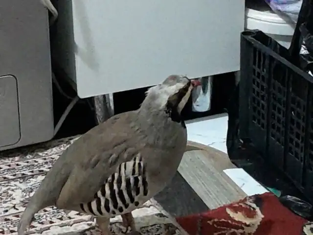 Кабк, Душанбе