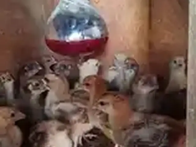 Чучаи Ломан Браун, Ҳисор