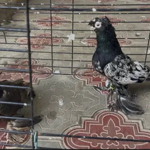 Голуби, Душанбе