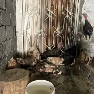 Индюк, Душанбе