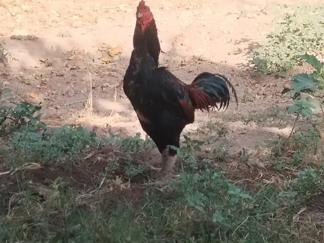 Дакан, Турсунзода